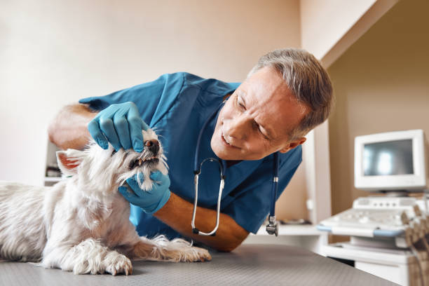  Carteret, NJ Emergency Dentist Pros